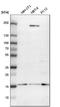 SUB1 Regulator Of Transcription antibody, HPA001311, Atlas Antibodies, Western Blot image 