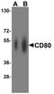 B7 antibody, TA355080, Origene, Western Blot image 
