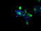 RAB37, Member RAS Oncogene Family antibody, LS-C174279, Lifespan Biosciences, Immunofluorescence image 