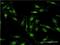 Ring Finger Protein 40 antibody, H00009810-M09, Novus Biologicals, Immunofluorescence image 