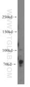 Discs Large MAGUK Scaffold Protein 5 antibody, 15687-1-AP, Proteintech Group, Western Blot image 