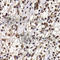 DExD-Box Helicase 21 antibody, A7034, ABclonal Technology, Immunofluorescence image 