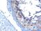 VPS28 Subunit Of ESCRT-I antibody, 46-580, ProSci, Immunohistochemistry frozen image 