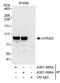 UV radiation resistance-associated gene protein antibody, A301-996A, Bethyl Labs, Immunoprecipitation image 