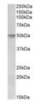 Corneodesmosin antibody, orb153645, Biorbyt, Western Blot image 