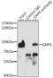 Guanine Monophosphate Synthase antibody, A03643, Boster Biological Technology, Immunoprecipitation image 