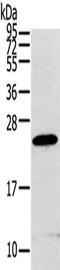 Regulator Of G Protein Signaling 1 antibody, CSB-PA908000, Cusabio, Western Blot image 