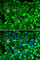 Ribosomal Protein Lateral Stalk Subunit P1 antibody, A6725, ABclonal Technology, Immunofluorescence image 