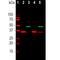 GAPDH antibody, NB300-327, Novus Biologicals, Western Blot image 