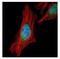 Shugoshin 1 antibody, NBP2-20355, Novus Biologicals, Immunofluorescence image 