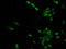 Histone Cluster 1 H1 Family Member E antibody, LS-C670358, Lifespan Biosciences, Immunofluorescence image 