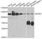DNA replication licensing factor MCM3 antibody, A1060, ABclonal Technology, Western Blot image 