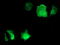 Cyclin Dependent Kinase Inhibitor 3 antibody, TA503592, Origene, Immunofluorescence image 
