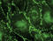 Gap Junction Protein Alpha 1 antibody, LS-B9770, Lifespan Biosciences, Immunofluorescence image 
