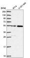 Serine Palmitoyltransferase Long Chain Base Subunit 3 antibody, PA5-65493, Invitrogen Antibodies, Western Blot image 