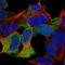 KIAA0895 antibody, HPA021036, Atlas Antibodies, Immunofluorescence image 