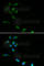 Homeostatic Iron Regulator antibody, A1310, ABclonal Technology, Immunofluorescence image 