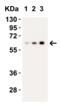 Caspase 9 antibody, 2071, ProSci Inc, Western Blot image 