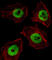 Upstream-binding protein 1 antibody, abx027781, Abbexa, Western Blot image 