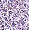 Calpain 11 antibody, LS-C168298, Lifespan Biosciences, Immunohistochemistry paraffin image 