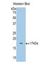 Polybromo 1 antibody, LS-C302563, Lifespan Biosciences, Western Blot image 