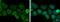 Acetyl-CoA Acetyltransferase 1 antibody, GTX102637, GeneTex, Immunofluorescence image 