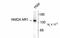 Glutamate Ionotropic Receptor NMDA Type Subunit 1 antibody, MBS838454, MyBioSource, Western Blot image 
