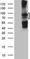 Scatter factor antibody, TA807185S, Origene, Western Blot image 
