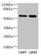 EF-Hand Calcium Binding Domain 14 antibody, CSB-PA04499A0Rb, Cusabio, Western Blot image 