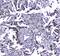 Mediator Of DNA Damage Checkpoint 1 antibody, A01252-2, Boster Biological Technology, Immunohistochemistry frozen image 