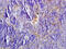 Sert antibody, GTX60132, GeneTex, Immunohistochemistry paraffin image 