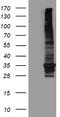 Multidrug resistance protein 1 antibody, TA809814, Origene, Western Blot image 