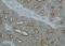 Cytokeratin Pan  antibody, NBP1-48348DL594, Novus Biologicals, Immunocytochemistry image 