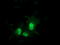 EPM2A-interacting protein 1 antibody, TA501931, Origene, Immunofluorescence image 