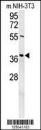 Exonuclease 5 antibody, 55-206, ProSci, Western Blot image 