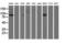10-FTHFDH antibody, LS-C115742, Lifespan Biosciences, Western Blot image 