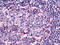 Sterile alpha and TIR motif-containing protein 1 antibody, AP07256PU-N, Origene, Immunohistochemistry paraffin image 