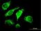 DnaJ homolog subfamily A member 3, mitochondrial antibody, H00009093-B01P, Novus Biologicals, Immunocytochemistry image 