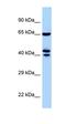 Zinc Finger Protein 583 antibody, orb325600, Biorbyt, Western Blot image 