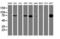 Phosphofructokinase, Platelet antibody, LS-C173569, Lifespan Biosciences, Western Blot image 