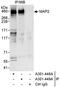 MAP2ab antibody, A301-449A, Bethyl Labs, Immunoprecipitation image 