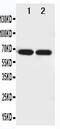 Netrin 1 antibody, PA1662, Boster Biological Technology, Western Blot image 