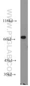 E74 Like ETS Transcription Factor 4 antibody, 16020-1-AP, Proteintech Group, Western Blot image 