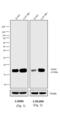 Mouse IgG antibody, 31451, Invitrogen Antibodies, Western Blot image 