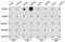 Histone Cluster 3 H3 antibody, GTX55660, GeneTex, Dot Blot image 