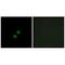Killer cell immunoglobulin-like receptor 2DL5B antibody, A13603, Boster Biological Technology, Immunofluorescence image 
