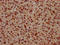 Brain-specific homeobox protein homolog antibody, LS-C680225, Lifespan Biosciences, Immunohistochemistry paraffin image 