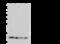 B2M antibody, 11976-MM34, Sino Biological, Western Blot image 