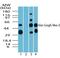 VANGL Planar Cell Polarity Protein 2 antibody, PA5-23207, Invitrogen Antibodies, Western Blot image 