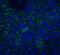 Neuritin 1 antibody, 4101, ProSci, Immunofluorescence image 